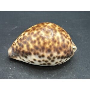 CYPRAEIDAE Cypraea tigris 76.2 mm- Big Size! Beautiful Color L.